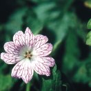geranium-versicolor-gross.jpg