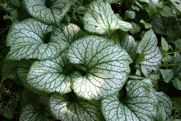 Schattengarten Goldmann Stauden