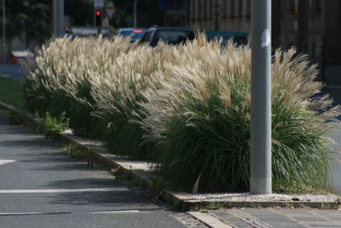 Ziergraser Die Wichtigsten Fragen Und Irrtumer Goldmann Stauden
