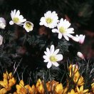 anemone-blanda-white-splendour-gross.jpg